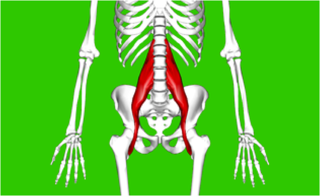 The Psoas